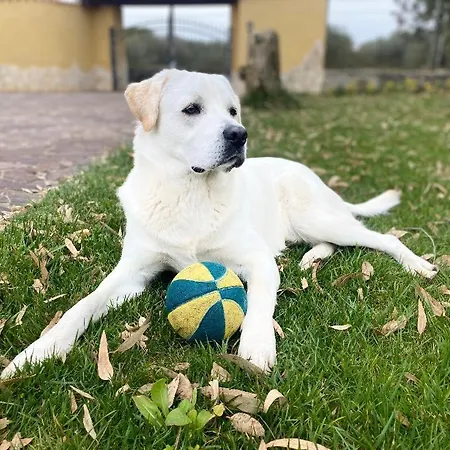 Pedrosu בית חווה